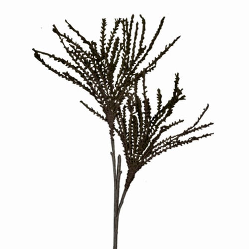 Black Branch