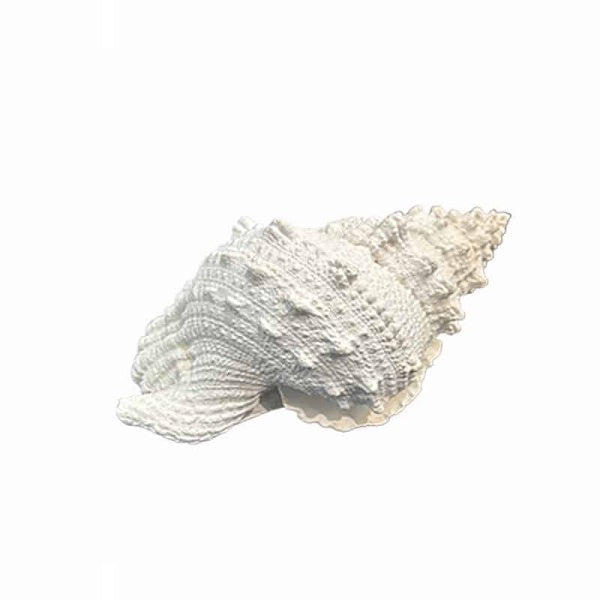 Decorative Shell