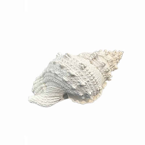 Decorative Shell