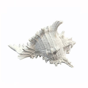 ART ET LUMIERE Decorative Shell