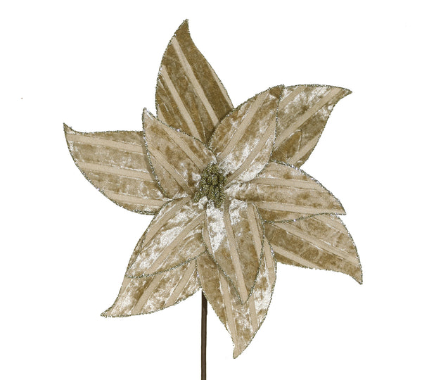 Poinsettia flower ribbed velvet ivory