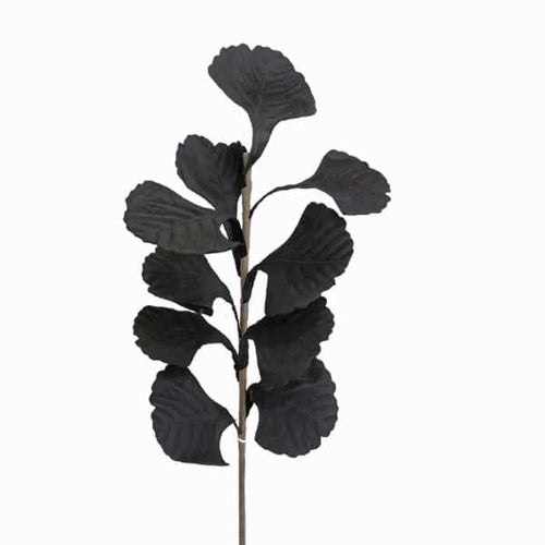 Black Leaf Branch