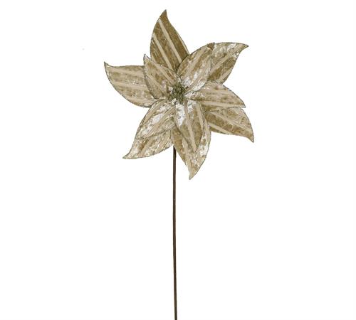 Alexandrian velvet flower